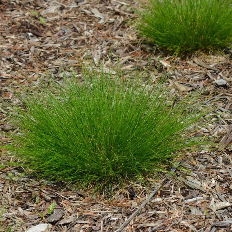 Appalachian Sedge - Image 2