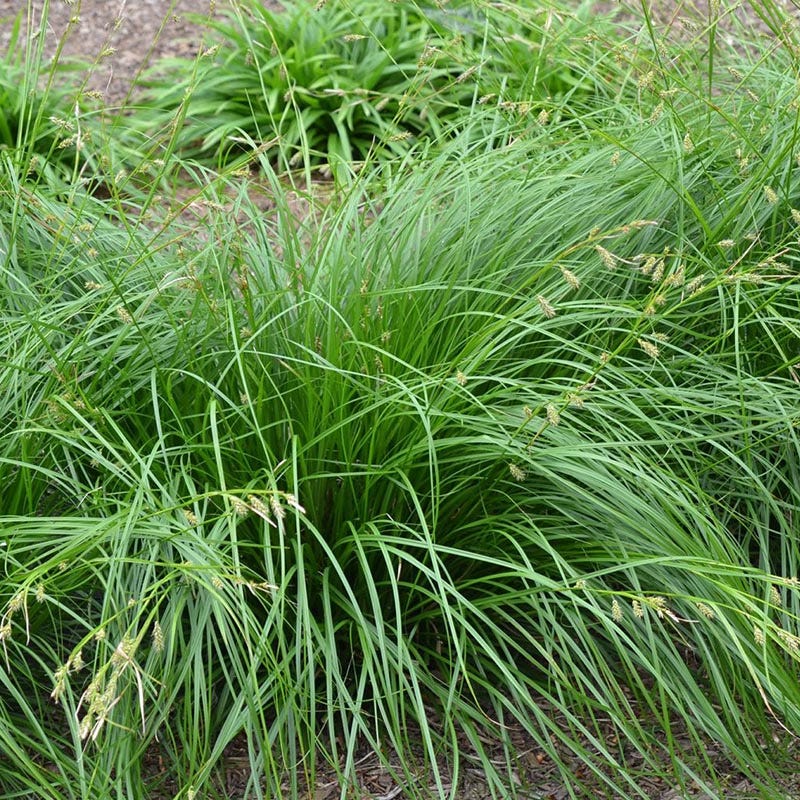 Cherokee Sedge - Image 2