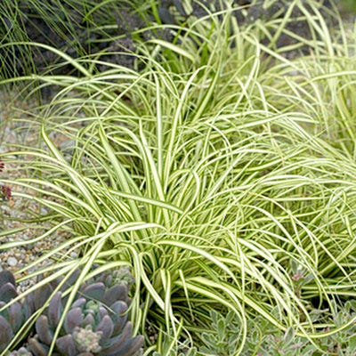 Evergold Sedge - Image 2