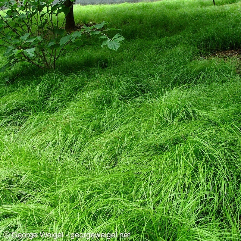 Pennsylvania Sedge