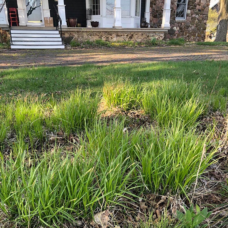 White Tinged Sedge - Image 2