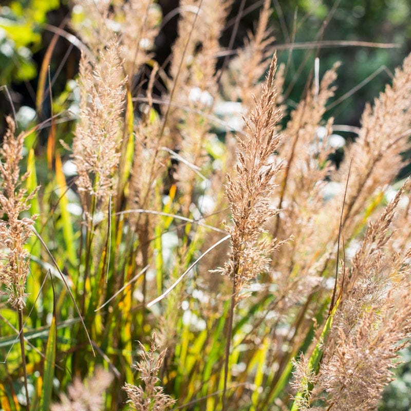 Korean Feather Reed Grass - Image 3