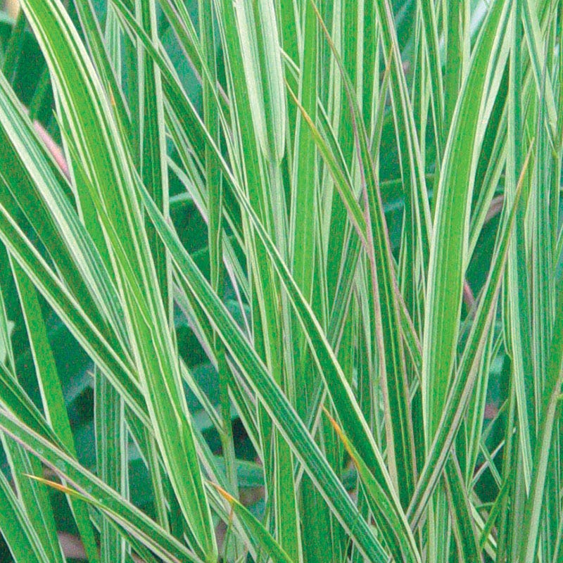Overdam Feather Reed Grass - Image 3