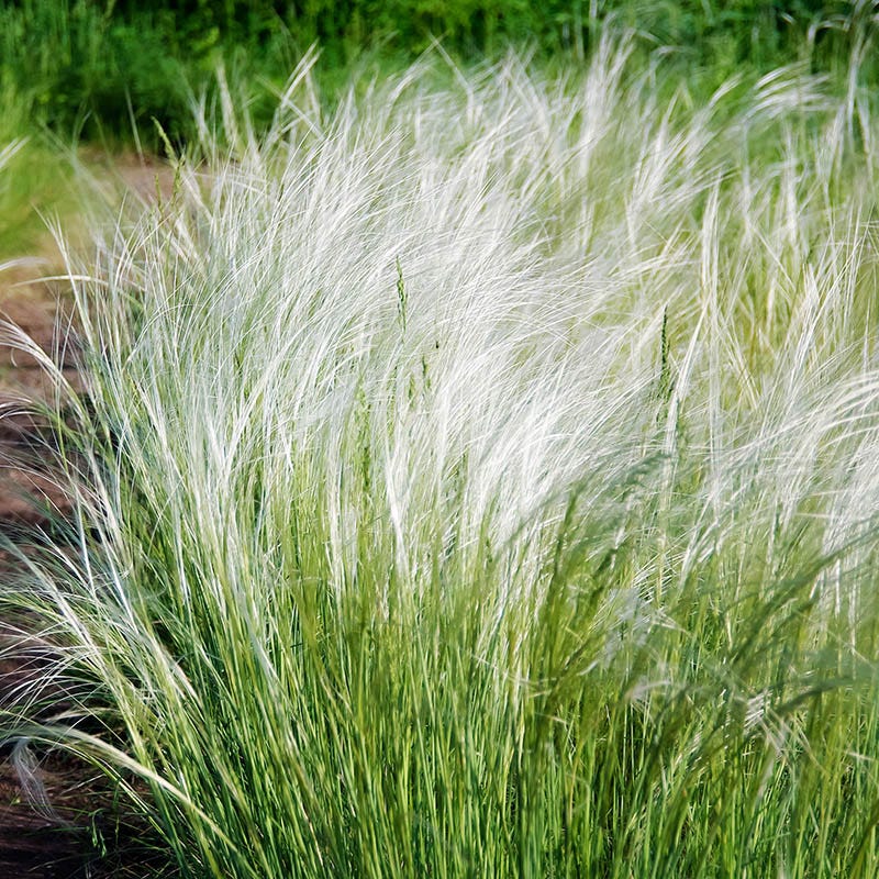 Mexican Feathergrass