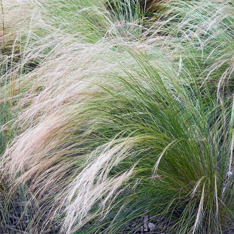 Mexican Feathergrass - Image 2
