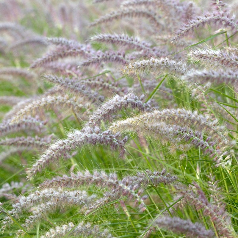 Karley Rose Fountain Grass - Image 3