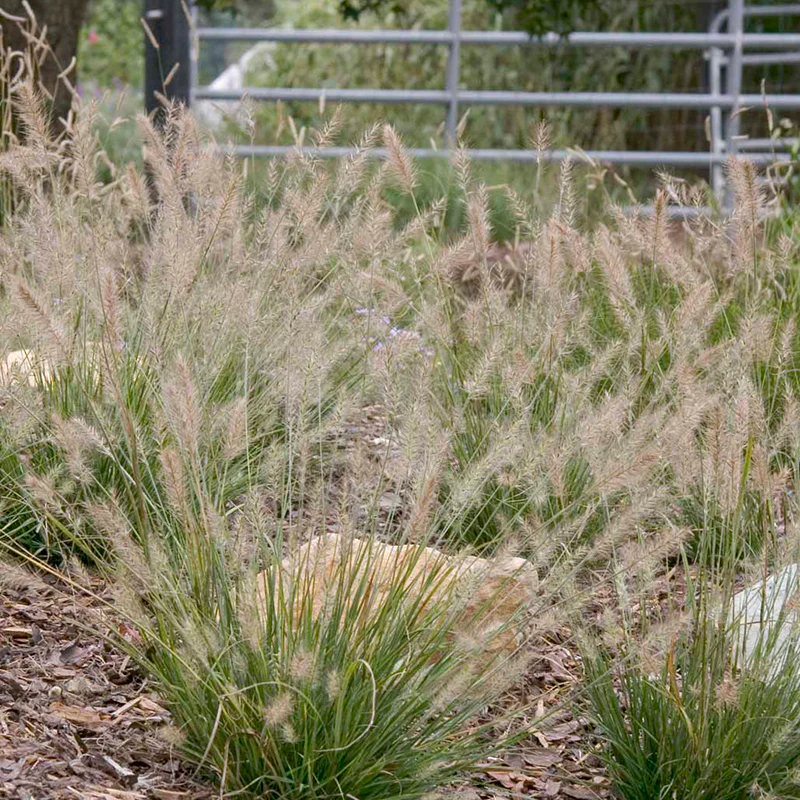 Little Bunny Mini Fountain Grass