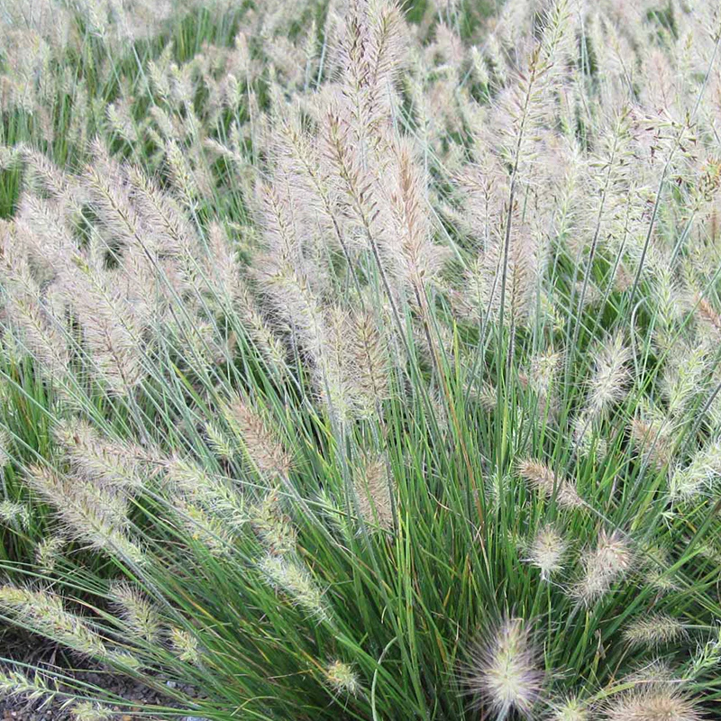 Little Bunny Mini Fountain Grass - Image 2