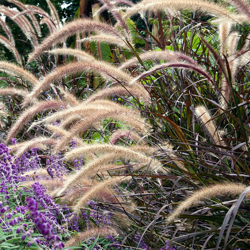 Purple Fountain Grass - Image 2
