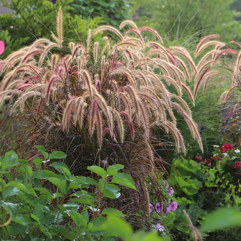 Purple Fountain Grass - Image 3