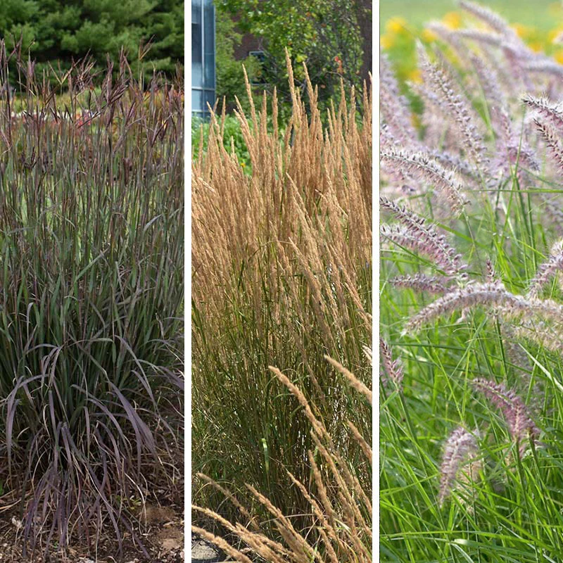Curb Appeal Ornamental Grass Collection