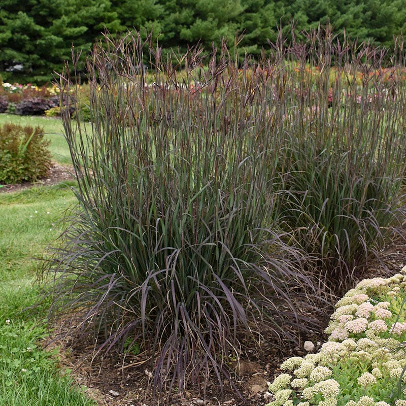 Curb Appeal Ornamental Grass Collection - Image 2