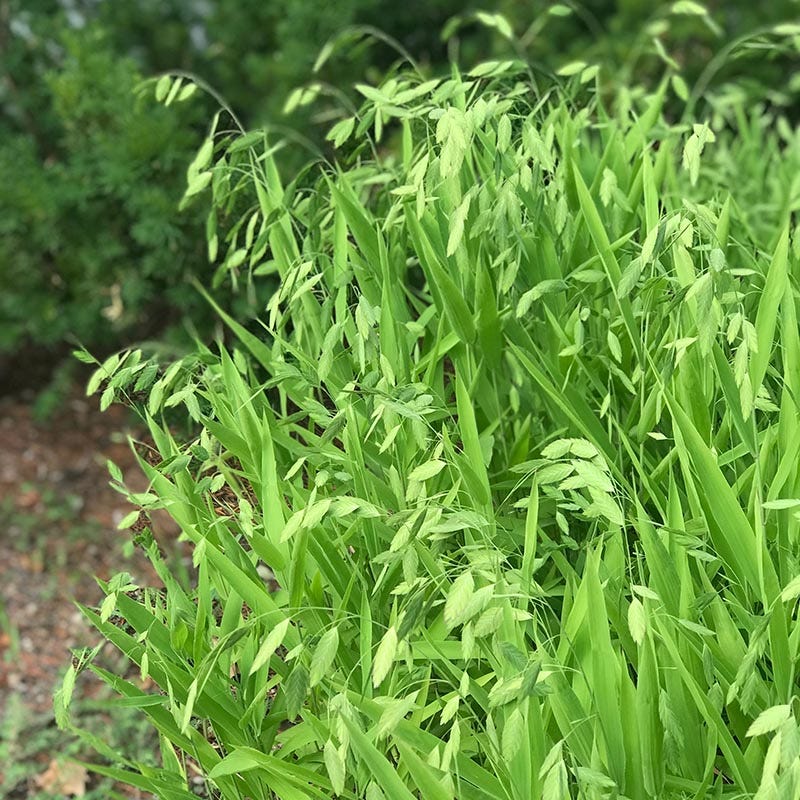 Northern Sea Oats - Image 4