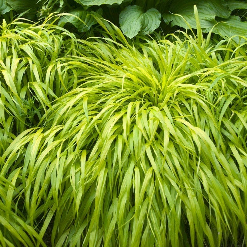 All Gold Japanese Forest Grass - Image 2