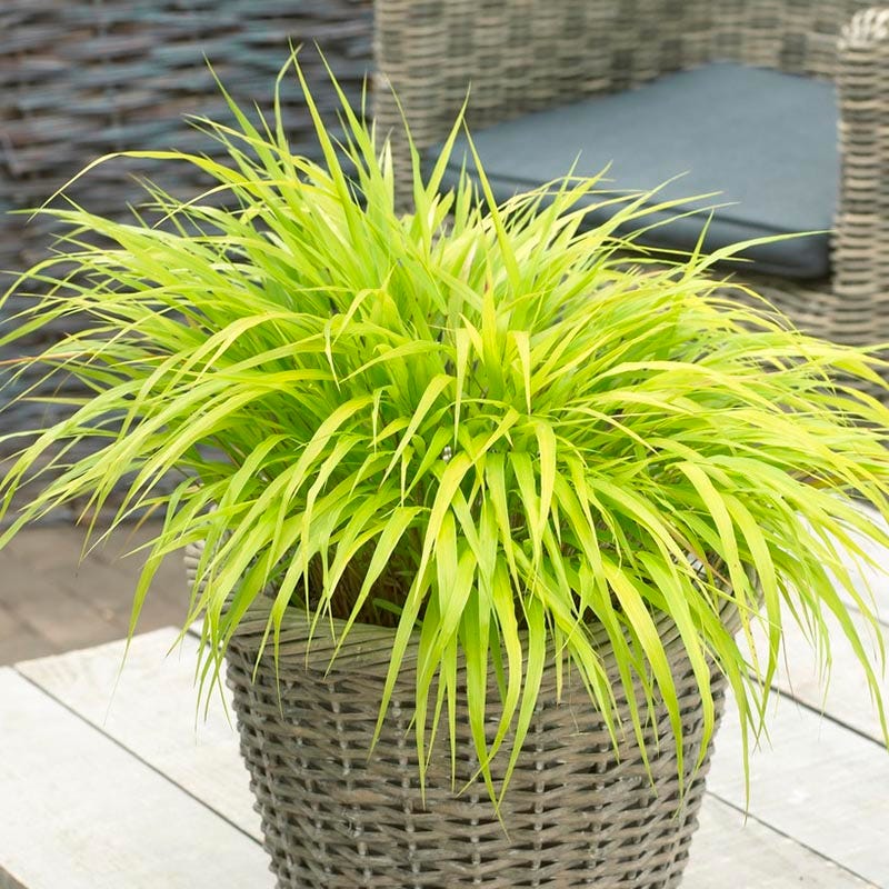 All Gold Japanese Forest Grass - Image 4