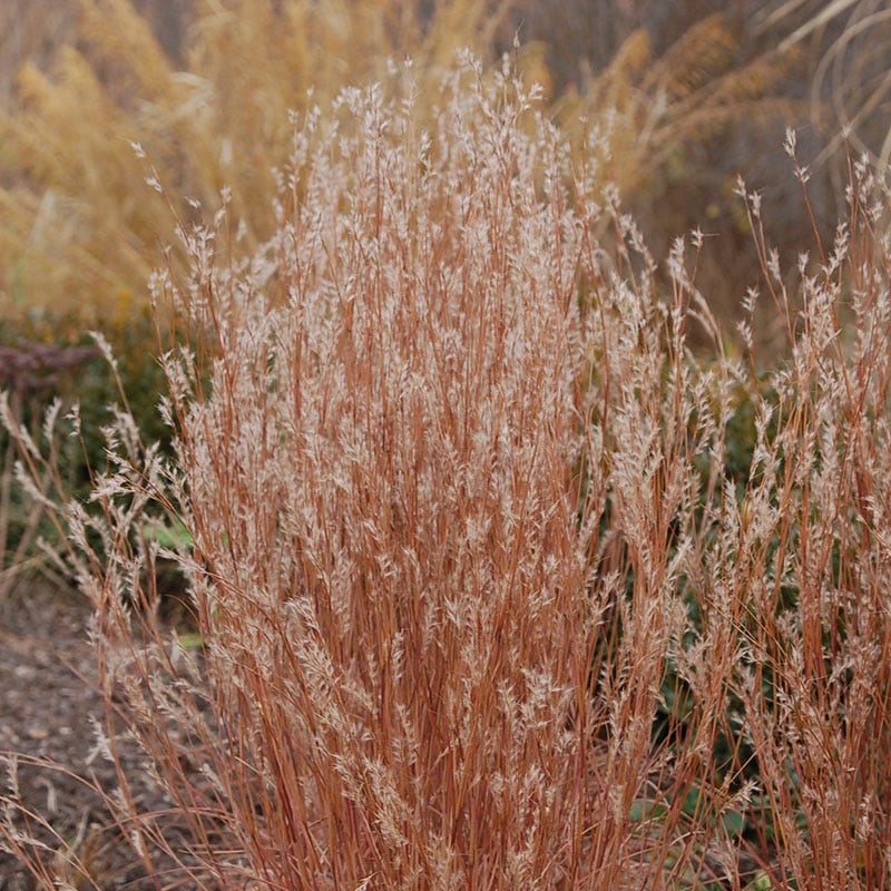 Jazz Little Bluestem Grass - Image 3
