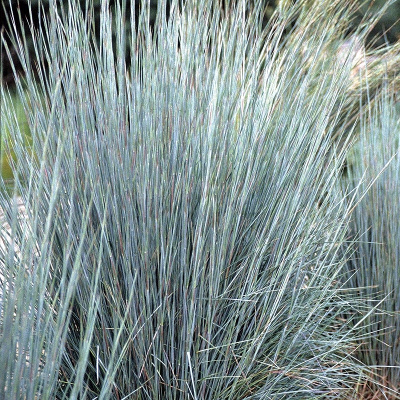 Prairie Blues Little Bluestem Grass