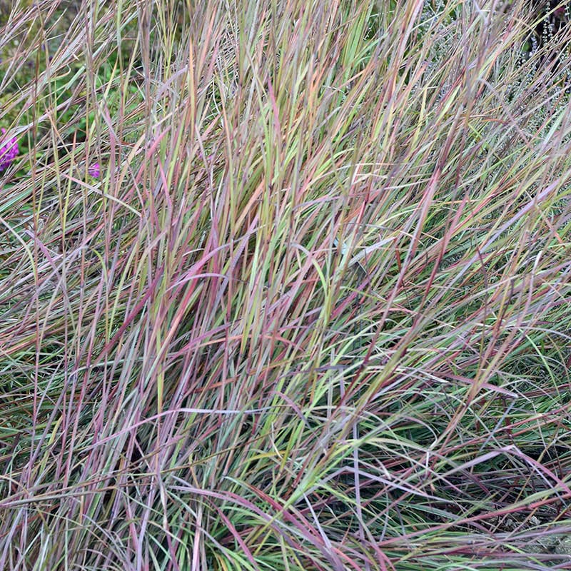 Twilight Zone Little Bluestem Grass - Image 2