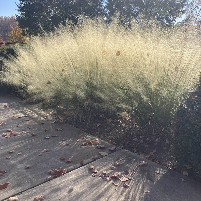 White Cloud Muhly Grass - Image 4