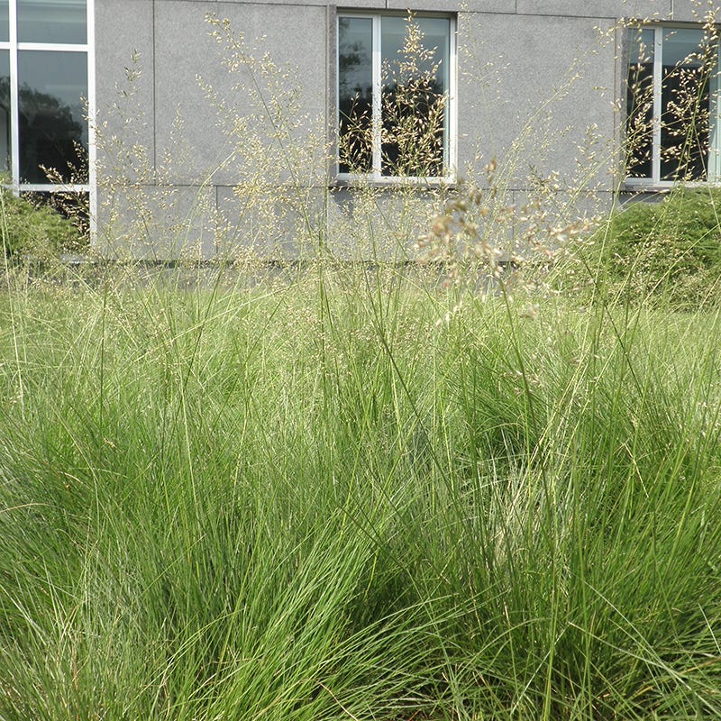 Prairie Dropseed Grass - Image 4