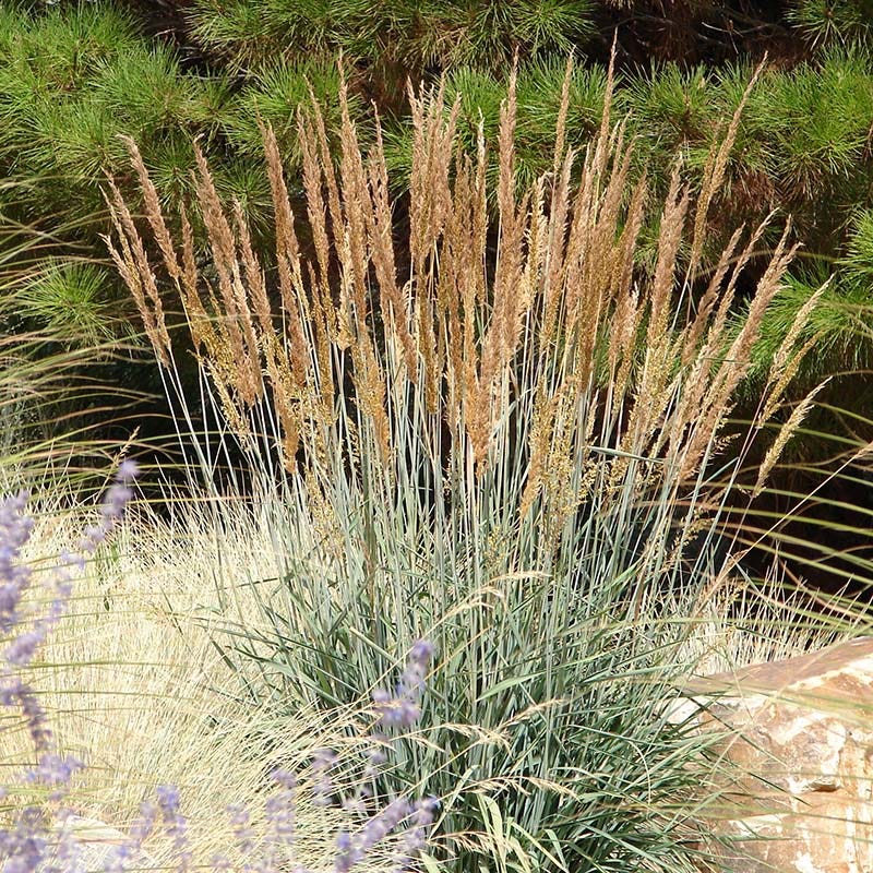 Tranquil Beauty Curb Appeal Pre-Planned Garden - Image 3