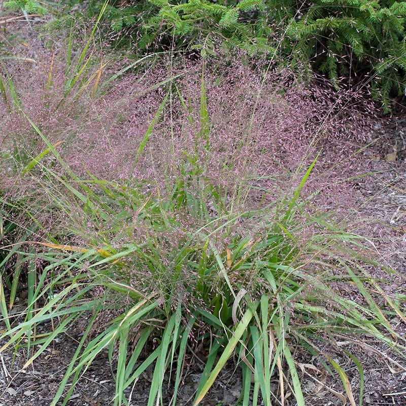 Bird Watcher Native Pre-Planned Garden - Image 6