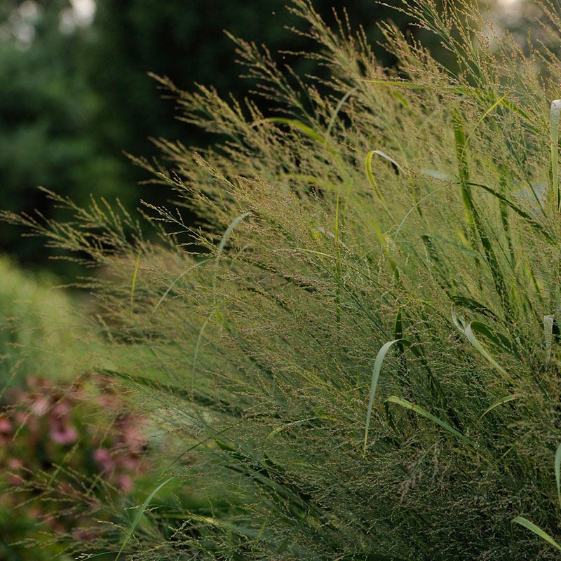 Northwind Switchgrass - Image 3