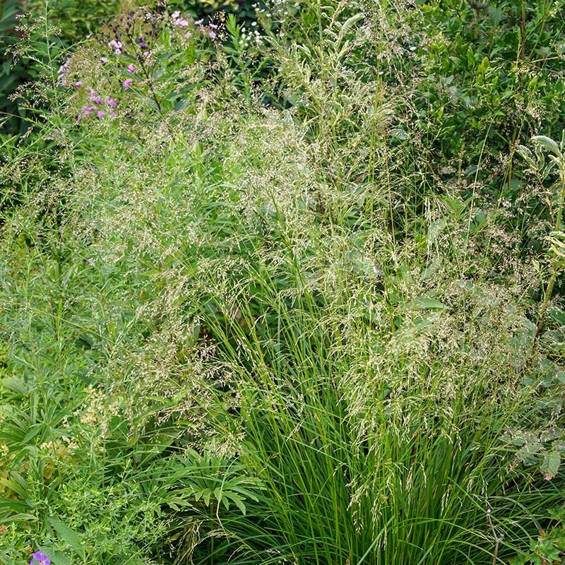 Tufted Hair Grass