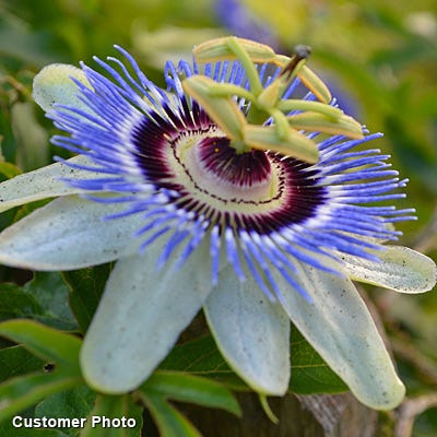 Blue Passion Flower Vine - Image 2