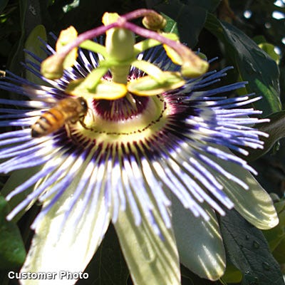 Blue Passion Flower Vine - Image 3