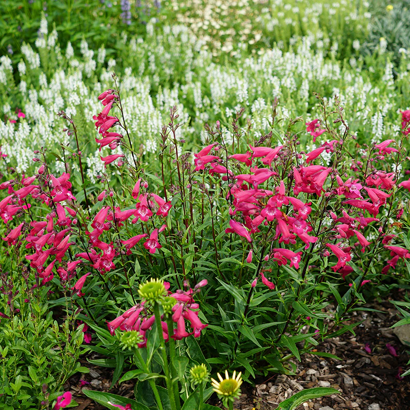 MissionBells™ Deep Rose Penstemon - Image 2