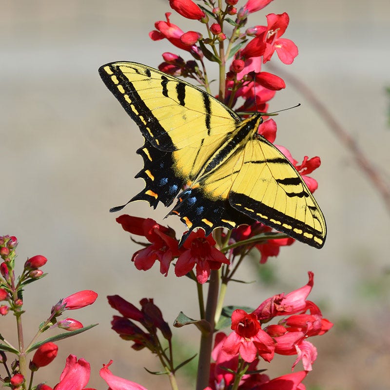 Butterfly & Hummingbird Pre-Planned Garden - Image 8