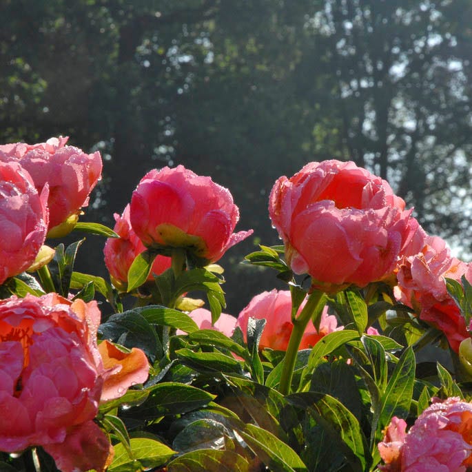 Coral Charm Peony - Image 2