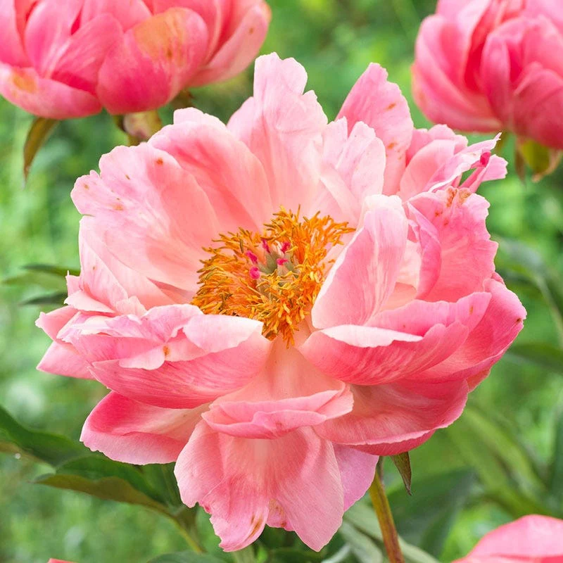 Coral Charm Peony - Image 3