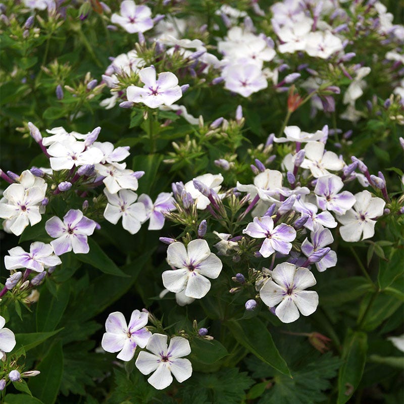 Blue Flame Phlox - Image 4