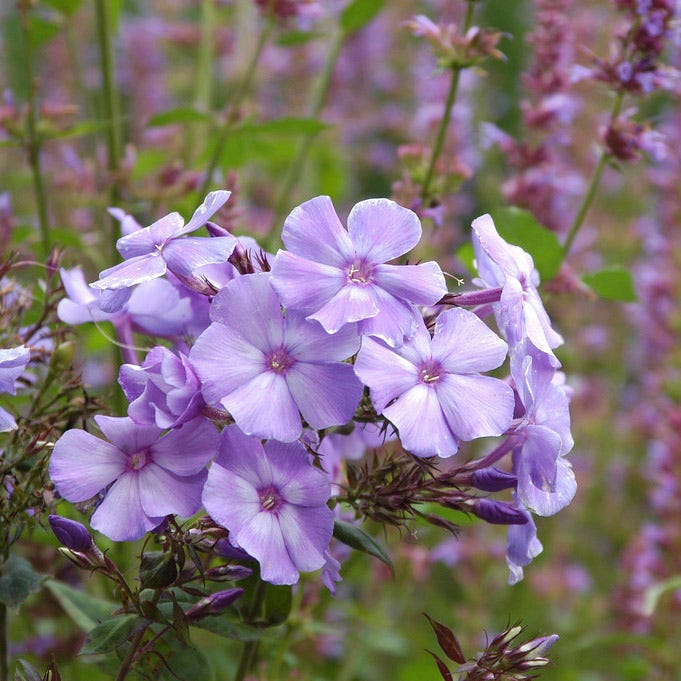 Blue Paradise Phlox - Image 4