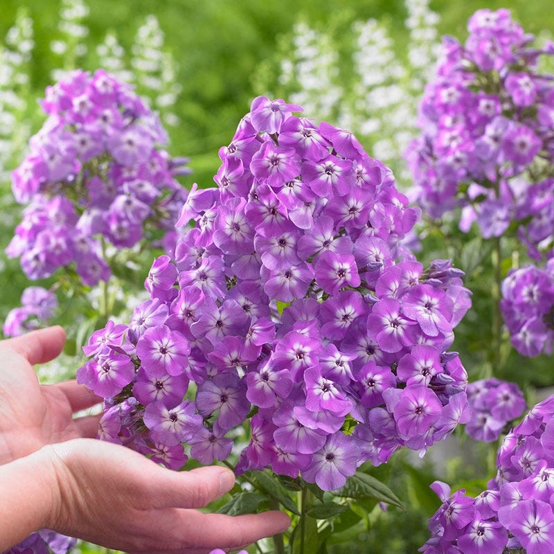 Goliath Phlox - Image 2