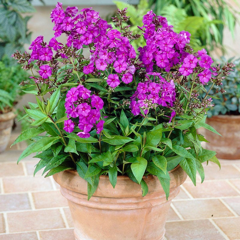 Nicky Phlox - Image 3