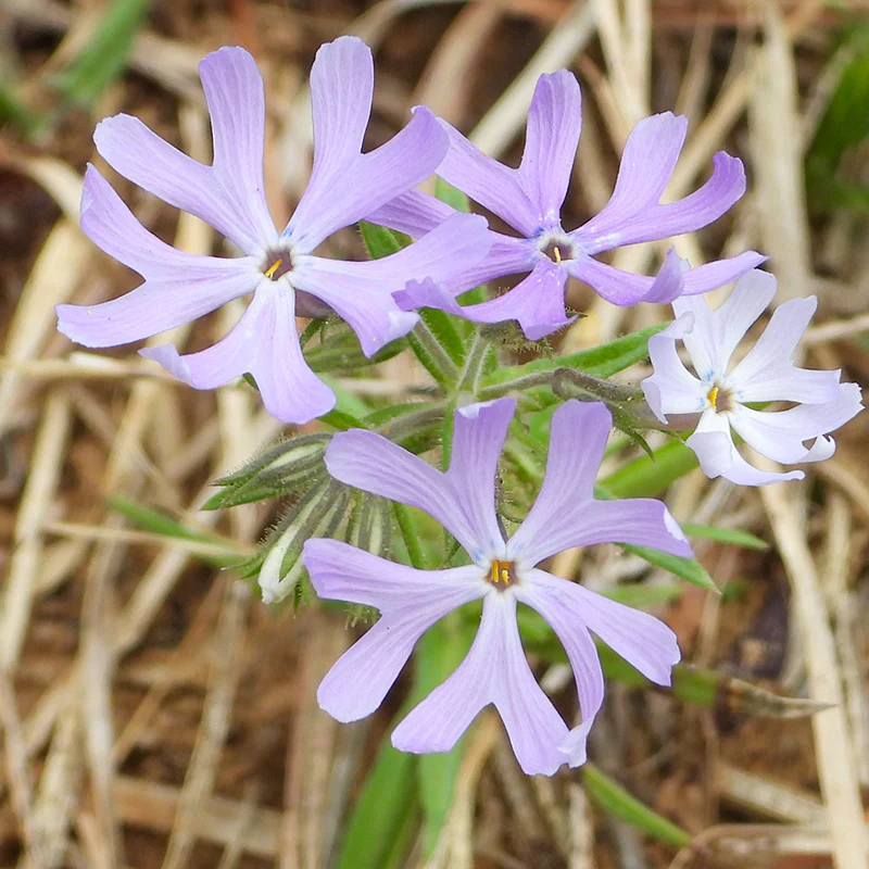 Sand Phlox