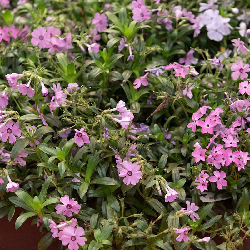 Woodlander Rose Phlox - Image 2