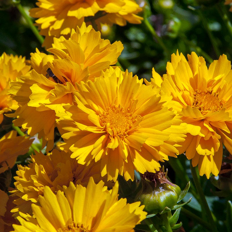 Prairie Habitat Native Plant Collection - Image 4