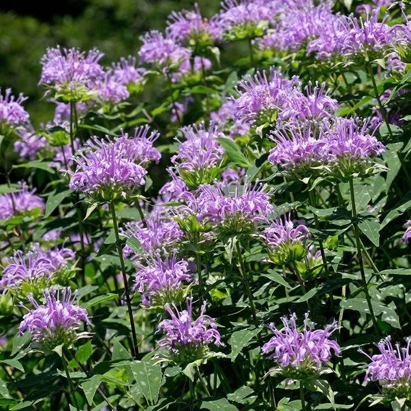 Pollinator Meadow Native Plant Collection - Image 4