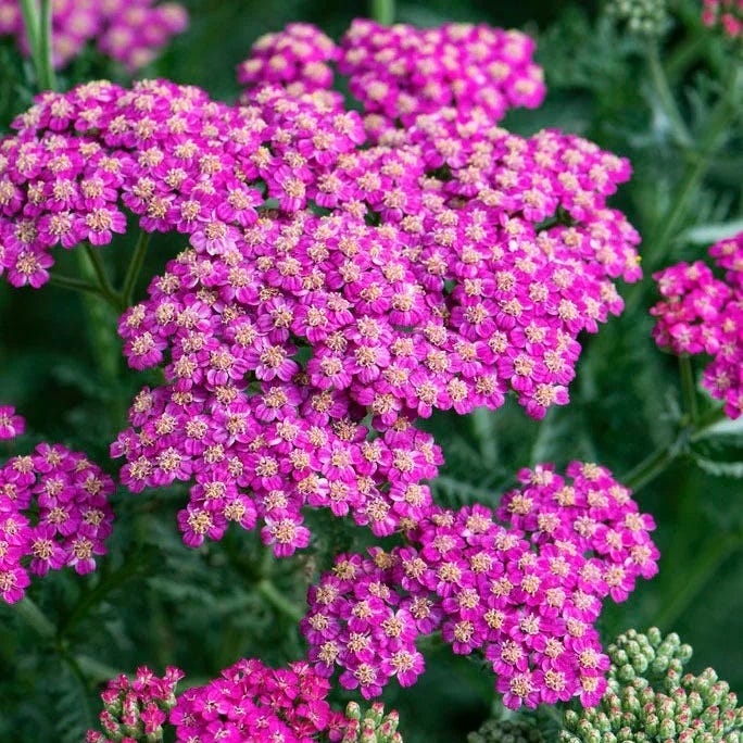 Pollinator Power Plant Collection - Image 9