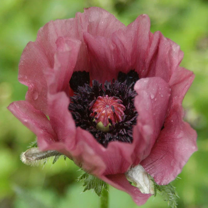 Patty's Plum Oriental Poppy - Image 2