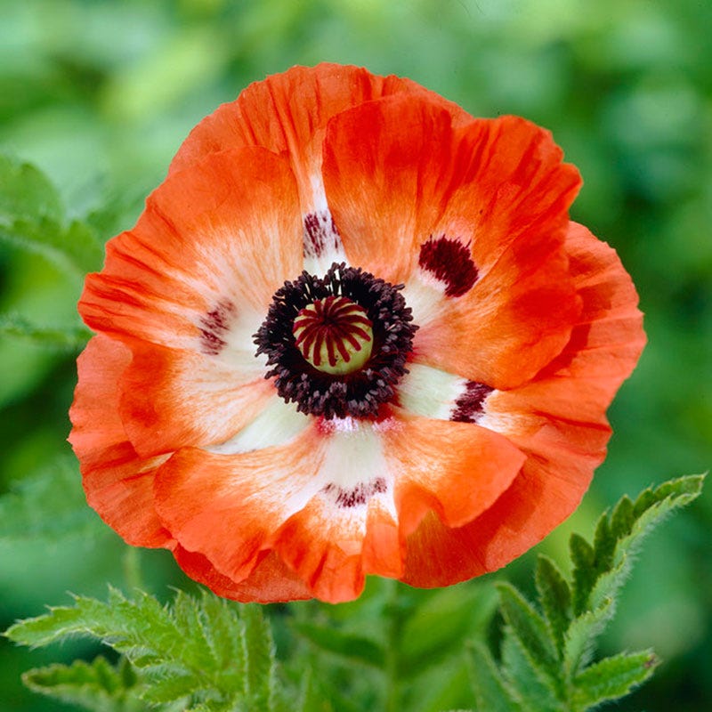 Pinnacle Oriental Poppy - Image 2
