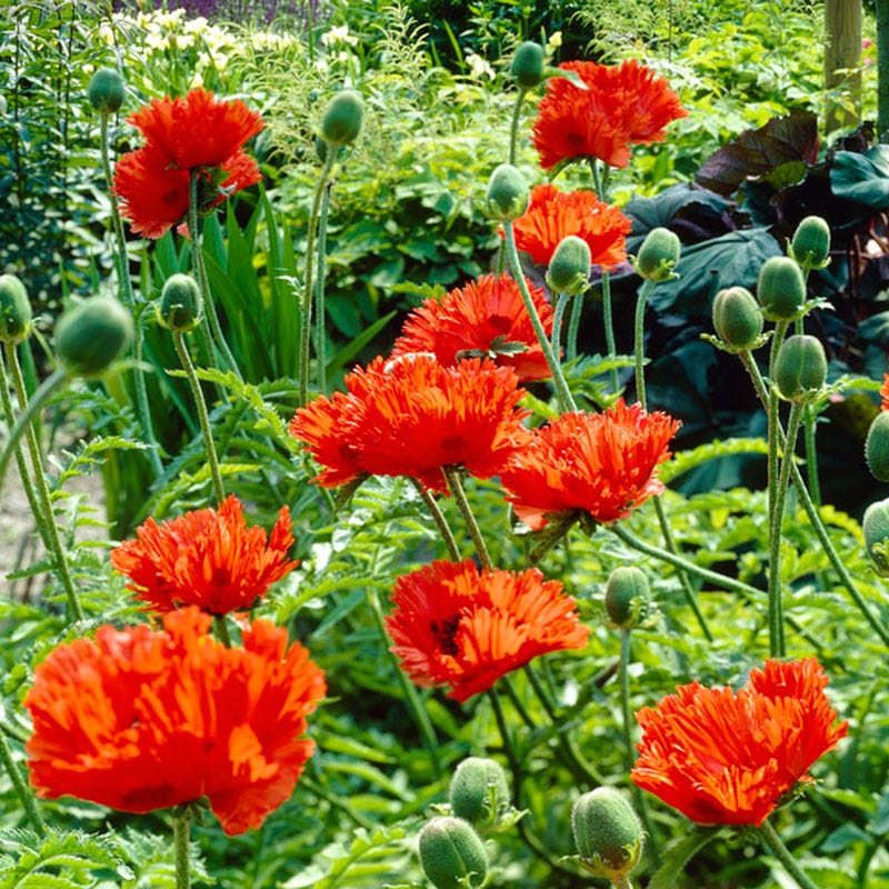 Turkenlouis Oriental Poppy - Image 2