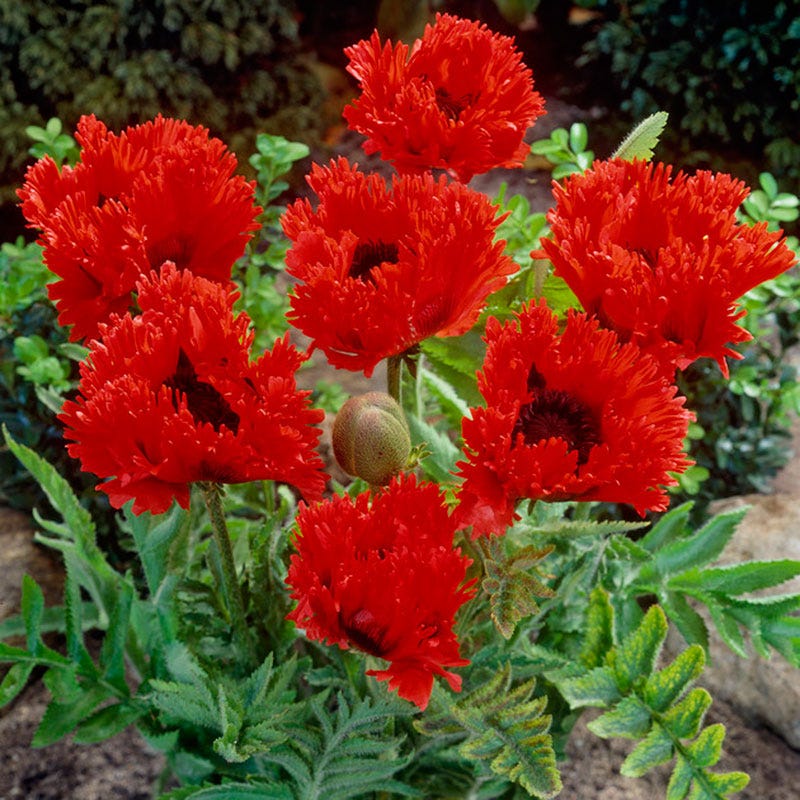 Turkenlouis Oriental Poppy - Image 3