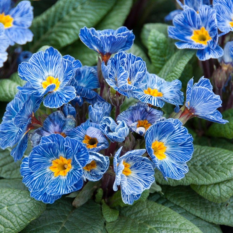 Blue Zebra® Primrose - Image 2