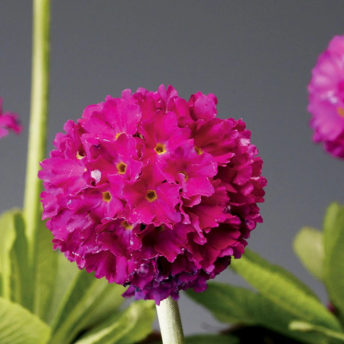 Corolla Deep Rose Primrose - Image 2
