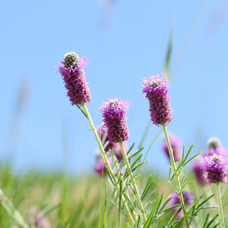 Purple Prairie Clover - Image 2
